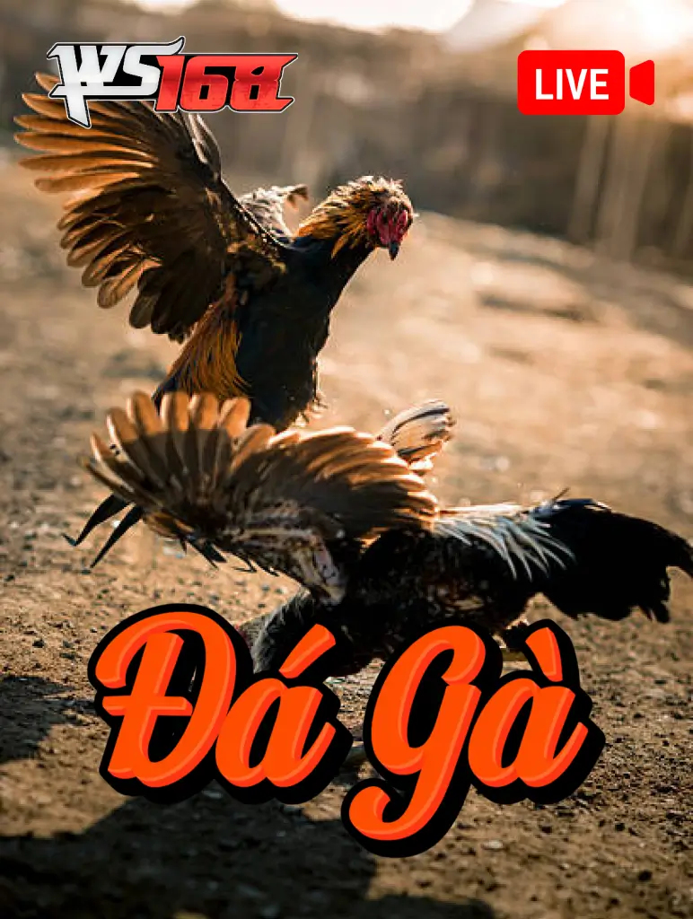 Đá gà w168