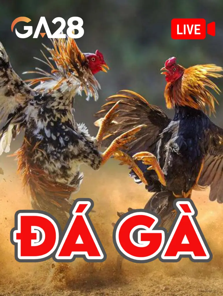Đá gà trực tiếp Vabet